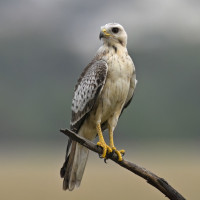 White-eyed Buzzard